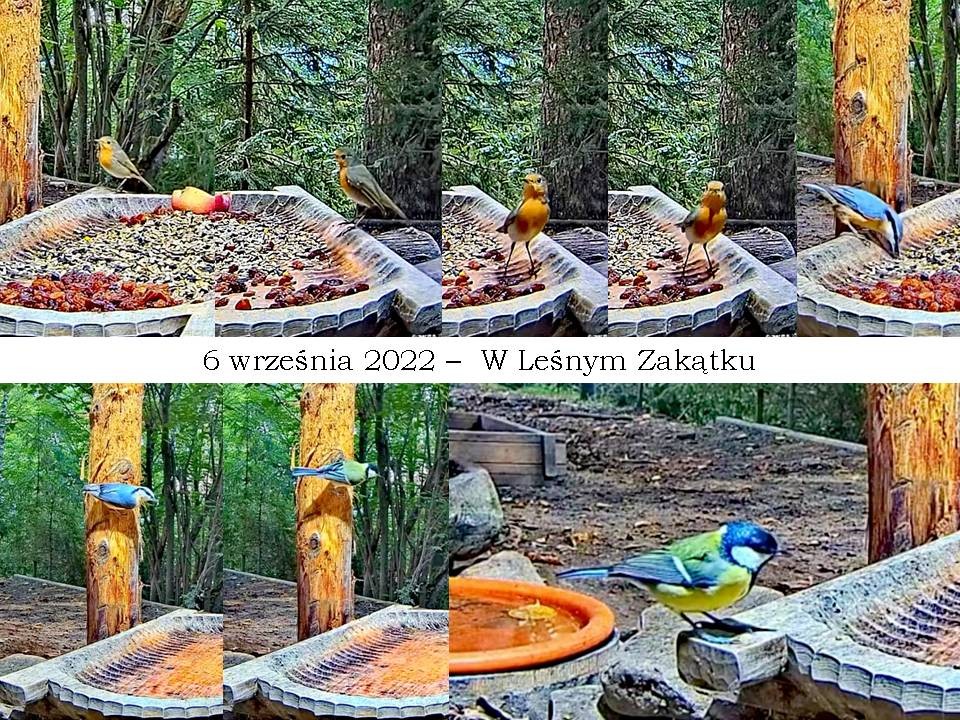 livebirdspoland_0e243a0eb87e3556c1e1ee243d135691.jpg