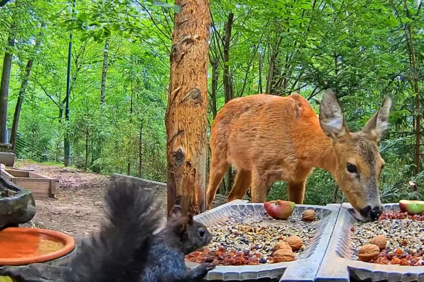 livebirdspoland_3d4736dc8e88575955487e084b5a96d0.jpg