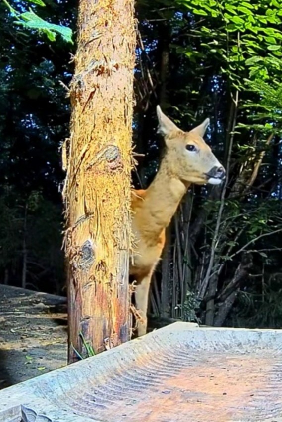 livebirdspoland_6d82d05e563764d6075a7dfb34829cc8.jpg