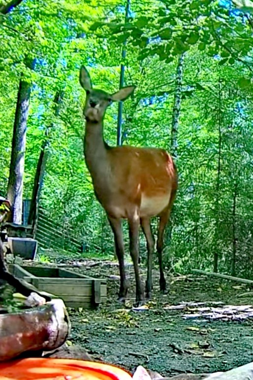 livebirdspoland_25705915b249c84d7cd871362db852b9.jpg