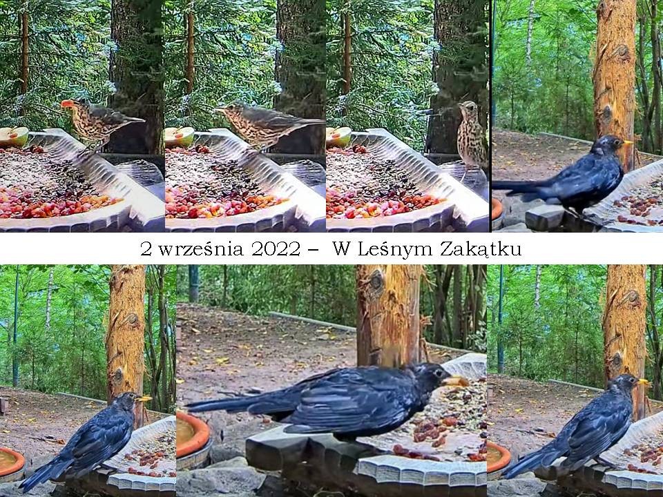 livebirdspoland_de72df58ba416f46cc89e6c8c36af54e.jpg