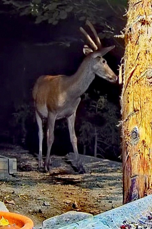 livebirdspoland_5e0a9c886b8f1f6e8c356912cdb6cc7d.jpg
