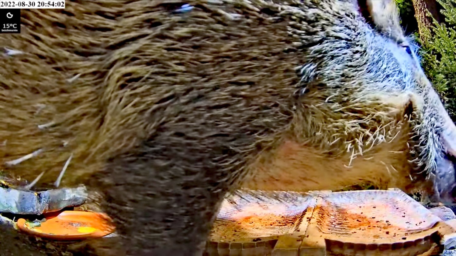 livebirdspoland_76c83cedc5fe22e1e4120e1dfad026e4.jpg