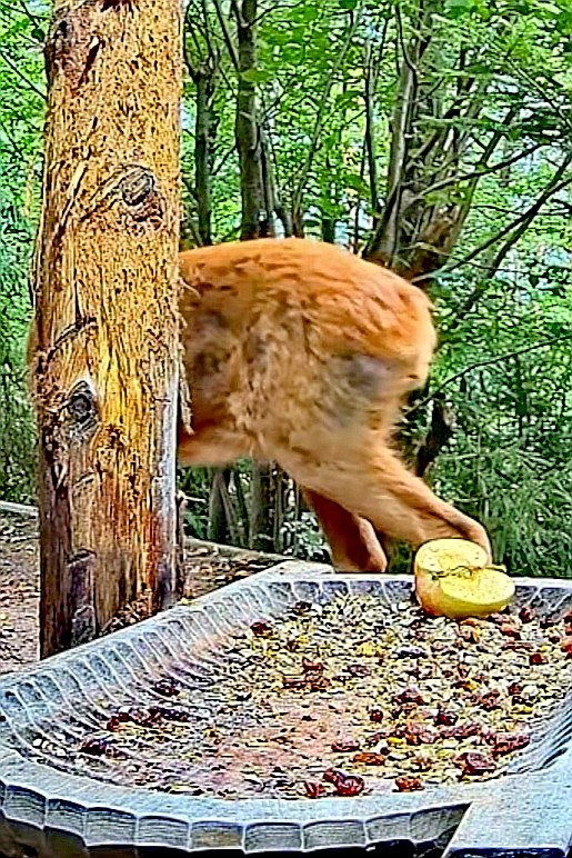livebirdspoland_50ebc54253bc22cab350b26531858797.jpg