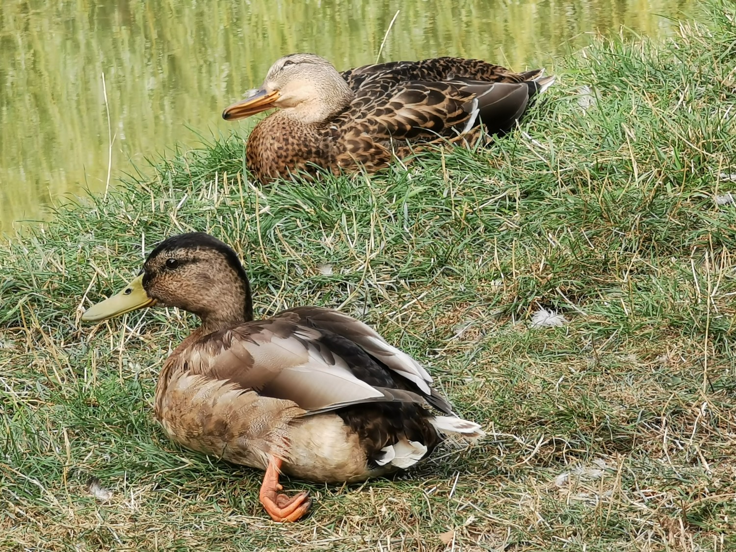 livebirdspoland_6734ba1f52760a481c075e8e8e932cd0.jpg