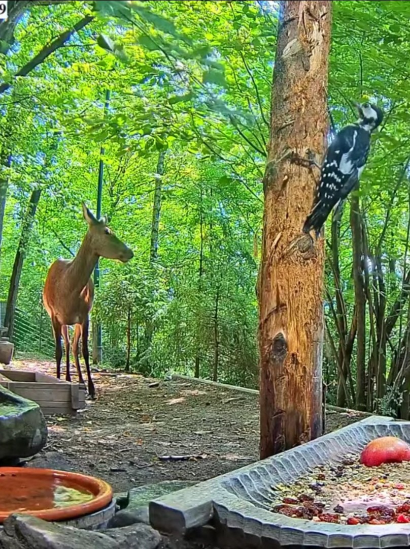 livebirdspoland_0cd3d5a36956c8ffb4f751d81b16544f.jpg