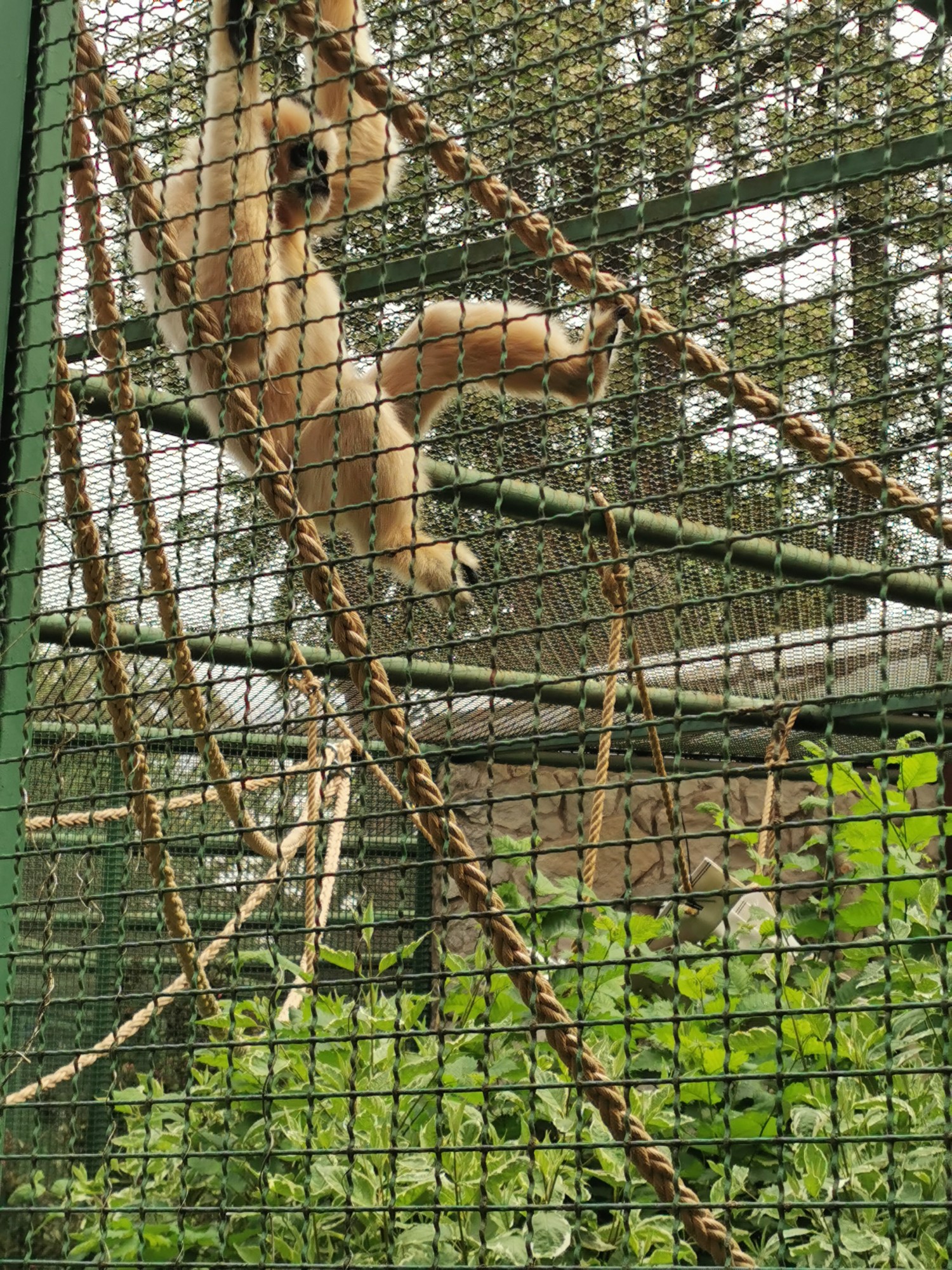 livebirdspoland_22c1173e9a72bda5f912aa4d84724730.jpg