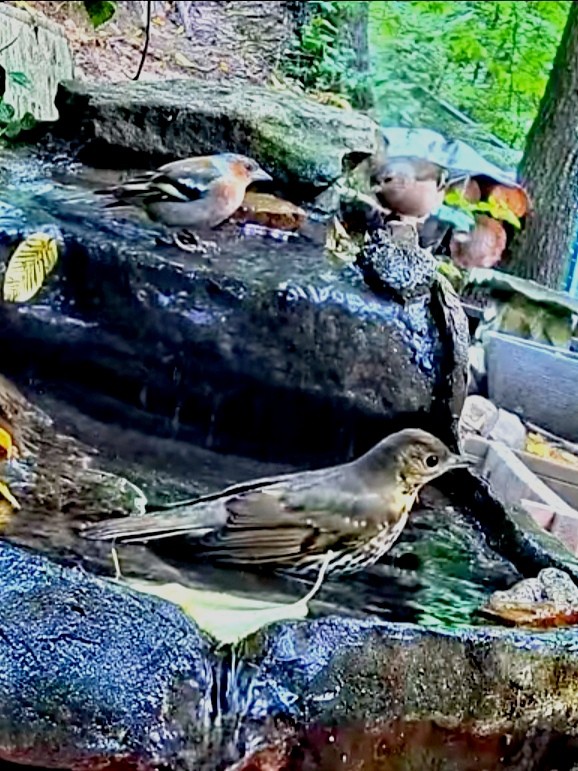 livebirdspoland_64c799df7b157fcdda120807d4240dca.jpg