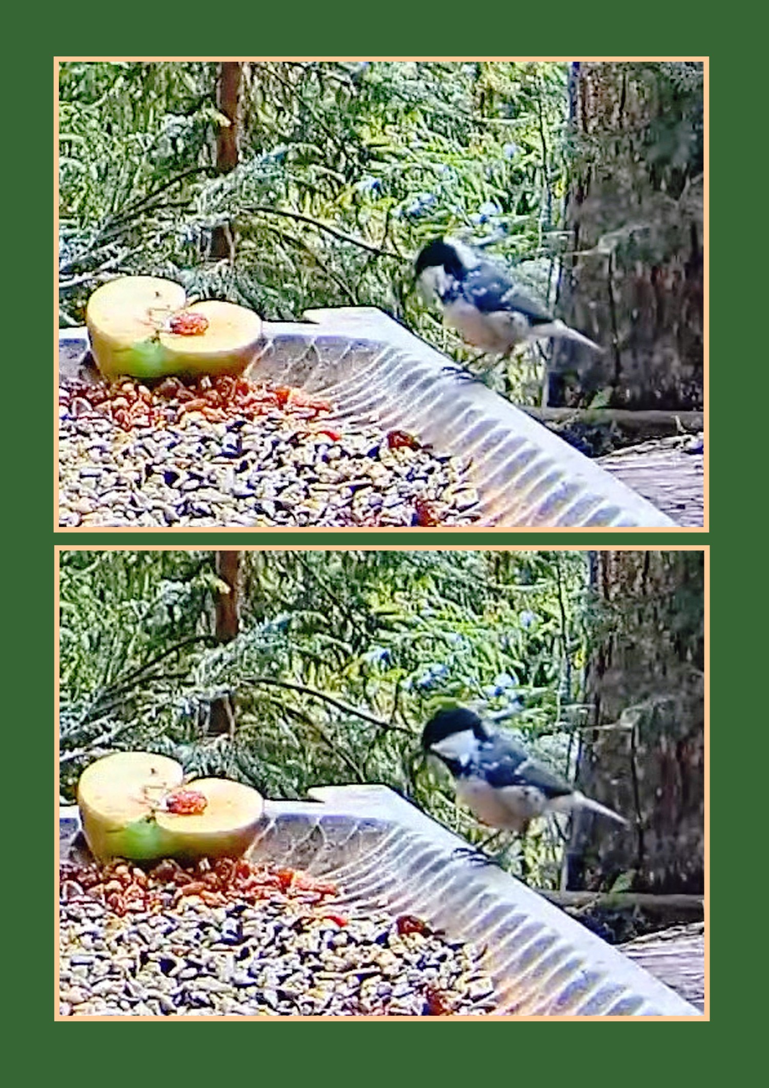 livebirdspoland_47e33549785c2b5eeb1267eb03307a53.jpg