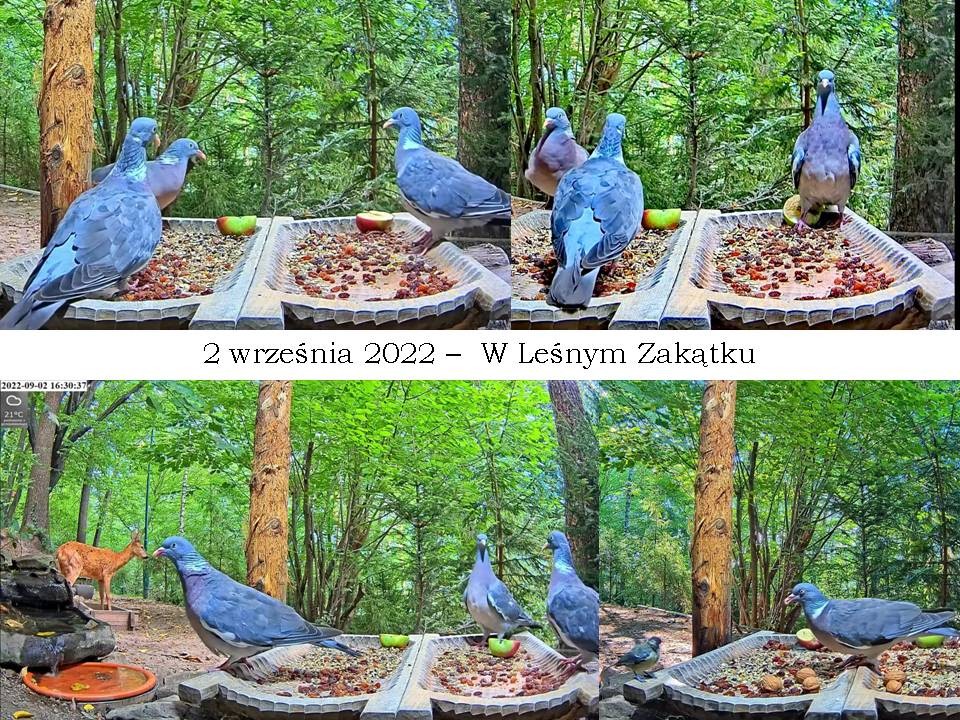 livebirdspoland_aa34c010e89965b911fe52aafe78740a.jpg