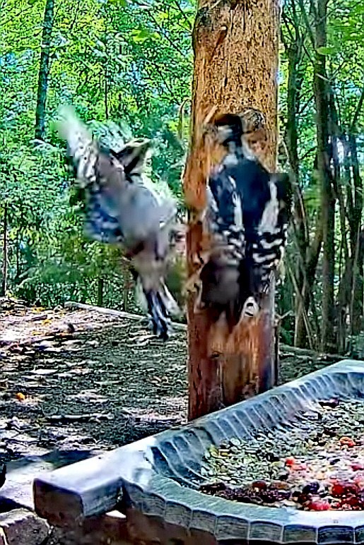 livebirdspoland_c9ff68f58dc9cff02263b12fc66f3b8e.jpg