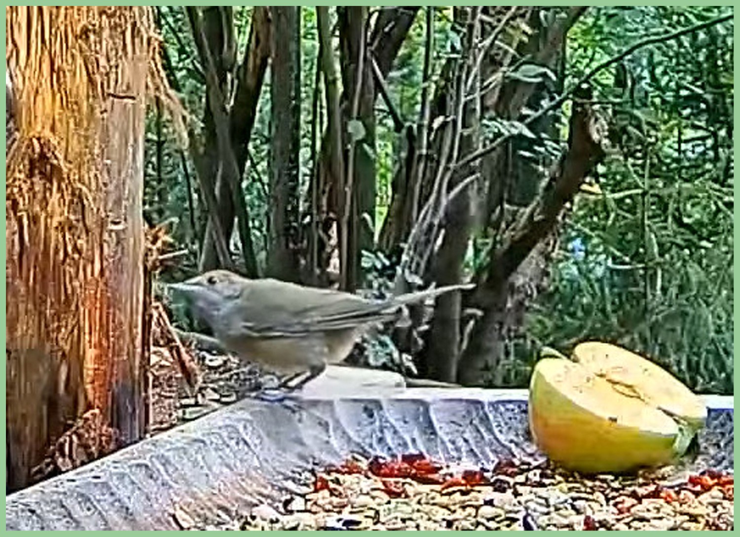 livebirdspoland_286bf070452f9bf3f85d3d51889496d7.jpg