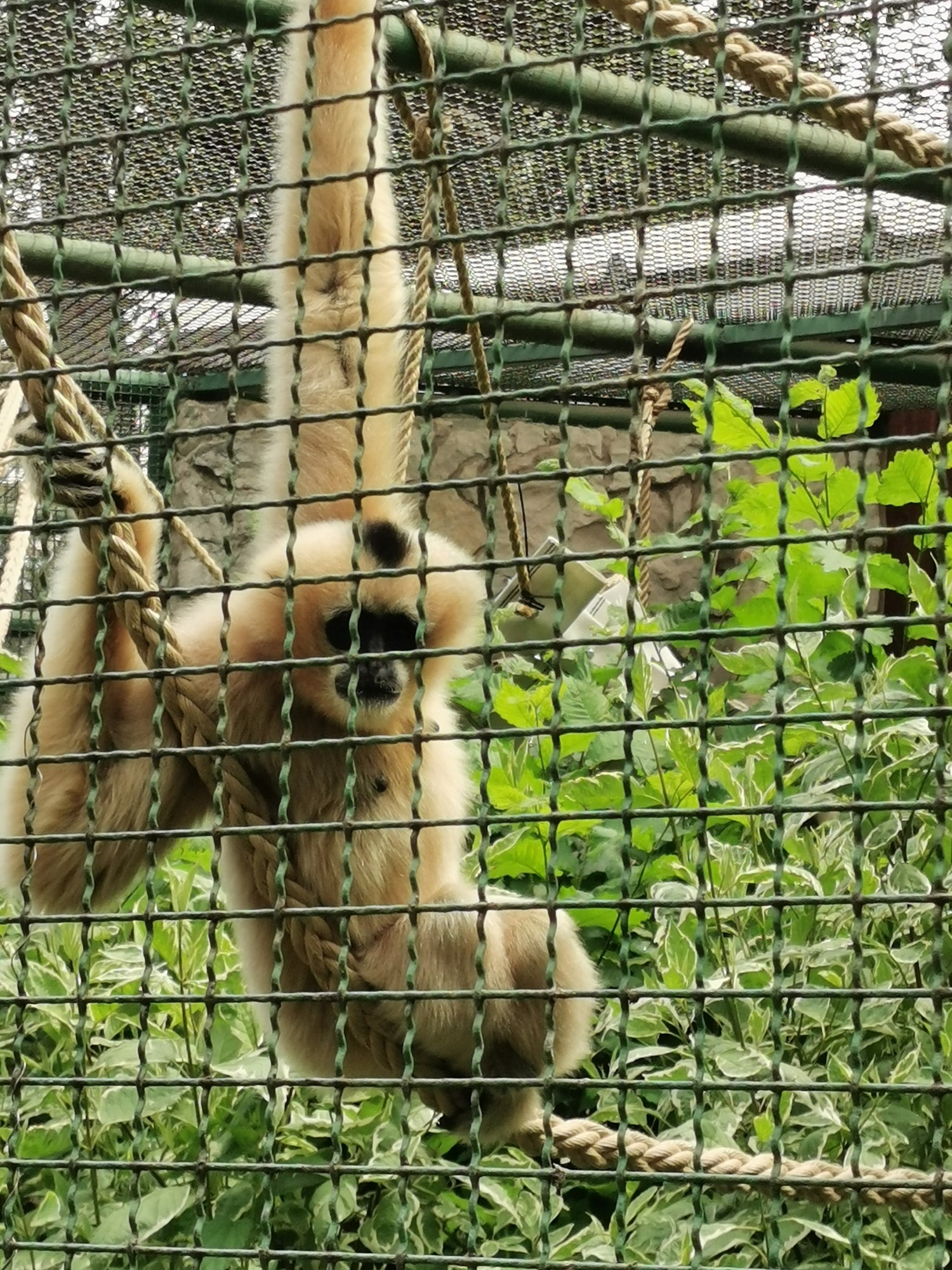 livebirdspoland_f8d176bcc97fa6fd6651b513b2147557.jpg