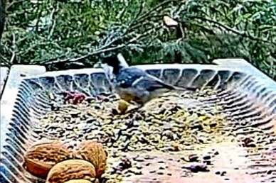 livebirdspoland_eea09d5dc8929be643563dd3af399af1.jpg