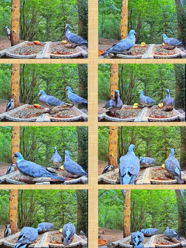 livebirdspoland_69eccc719d07db5b123998dea257b97e.jpg