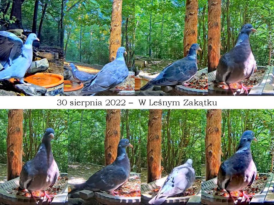 livebirdspoland_e855cb9d4cf06099b0c6b675dd662f6e.jpg
