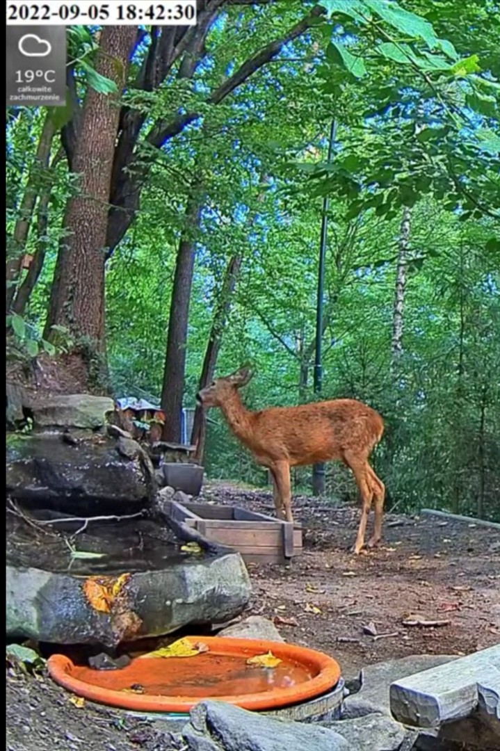 livebirdspoland_16e98e538b4bce2b4ee90a1dbb72788d.jpg
