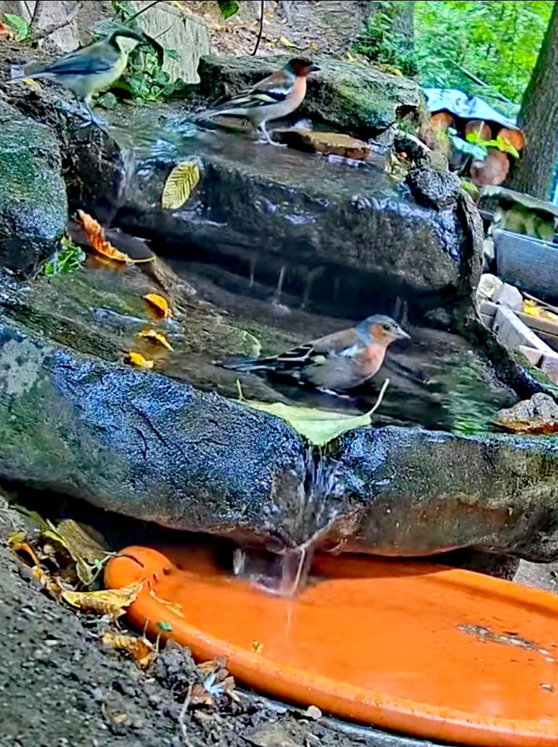 livebirdspoland_8831f9cacd2cd7f0943334ac9ba4c2d3.jpg