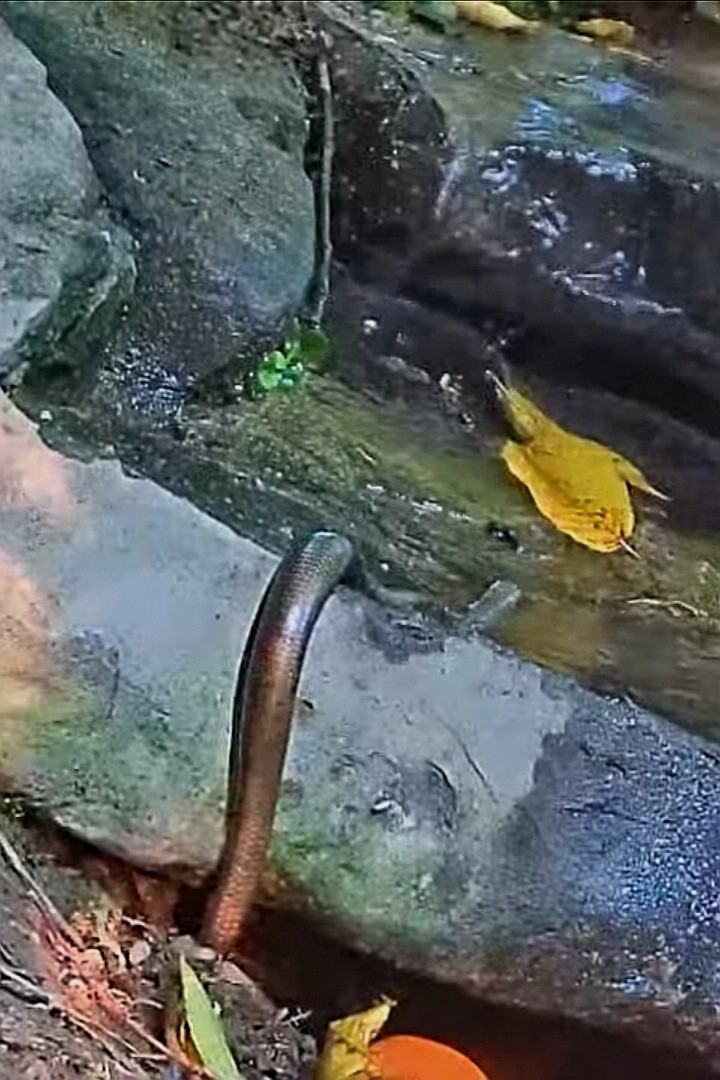 livebirdspoland_6b43f6d95c2c93db7e7ce6166930d728.jpg