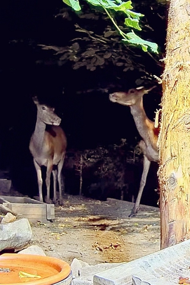 livebirdspoland_c8be5b8384ab9759330efaf764ee2667.jpg