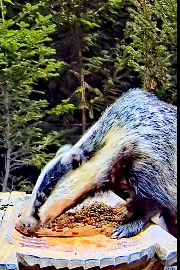 livebirdspoland_4a4d4cb8bc784804c227f88e2bc5a981.jpg