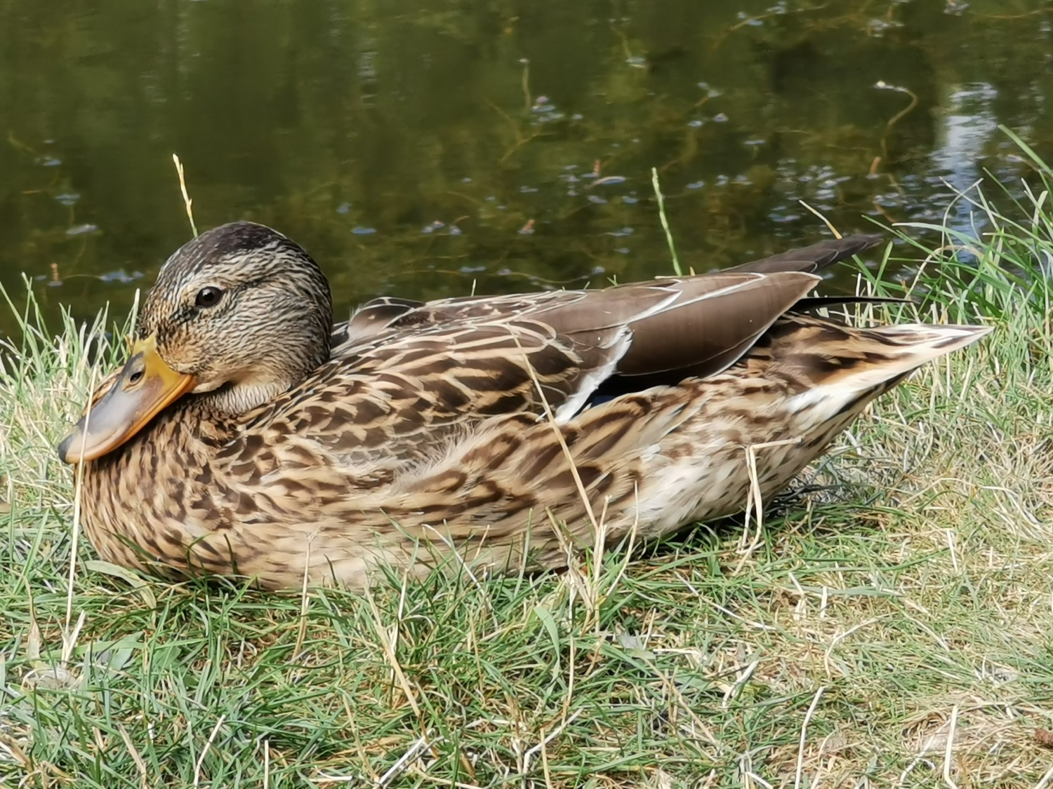livebirdspoland_5aa6b542493315425c485d1955a5787a.jpg
