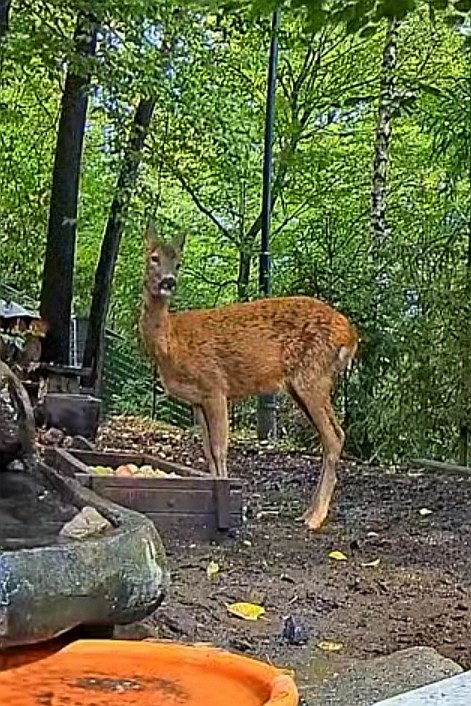 livebirdspoland_678786ccd9e9571d32ff402ce99548f4.jpg