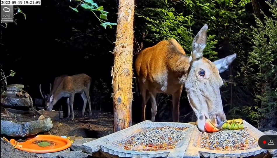 livebirdspoland_fb41791eac0a841d9b47aafc3fbe123c.jpg