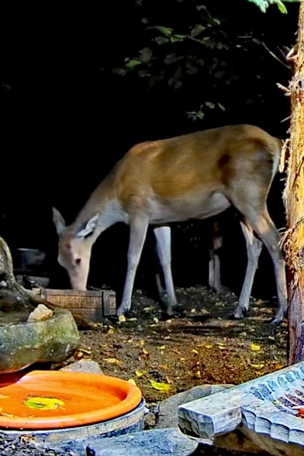 livebirdspoland_f52ef56fd357c93af0b6ee2a819cf1c6.jpg