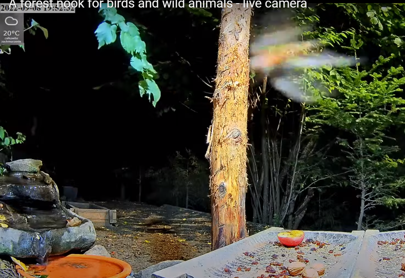 livebirdspoland_2594877dca4431b76f8cde69dd9c9b95.png