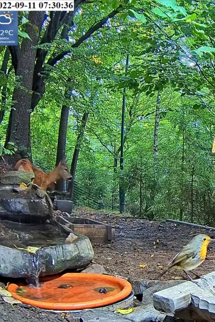 livebirdspoland_0ef1bb86323c41e2d3d137dc7610ac9e.jpg