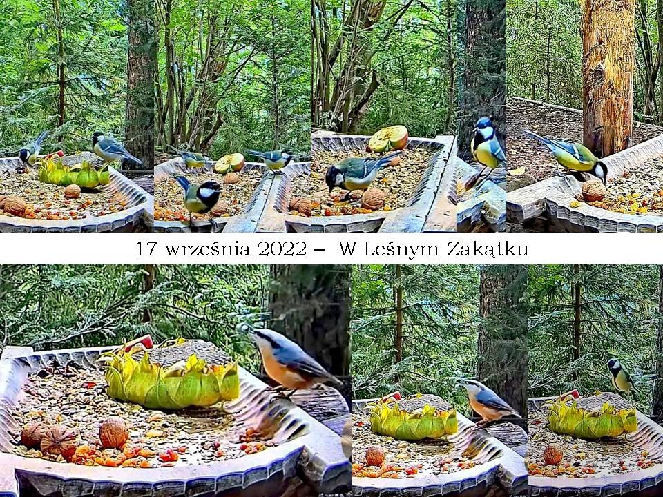 livebirdspoland_bf89dedfb4668d6cc7e525ef98aace57.jpg