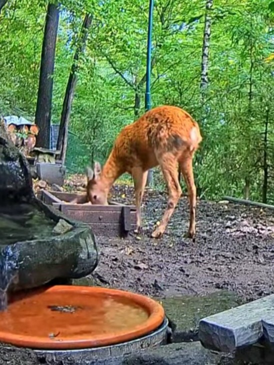 livebirdspoland_3598743640ecb3a02ba0a40dd8539df3.jpg