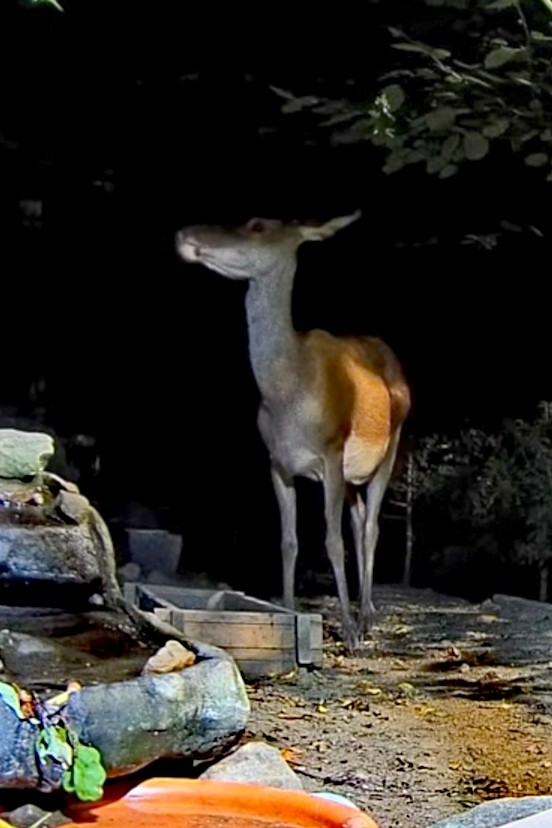 livebirdspoland_d40bfd6c15db06e2de6d664204386af6.jpg