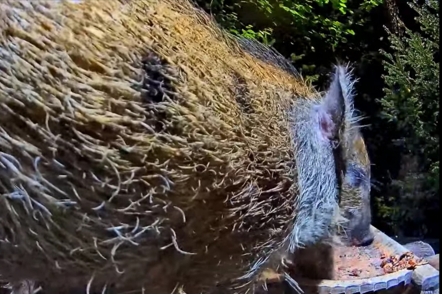 livebirdspoland_3e5a135a21a1c493e774bfb60288a734.jpg