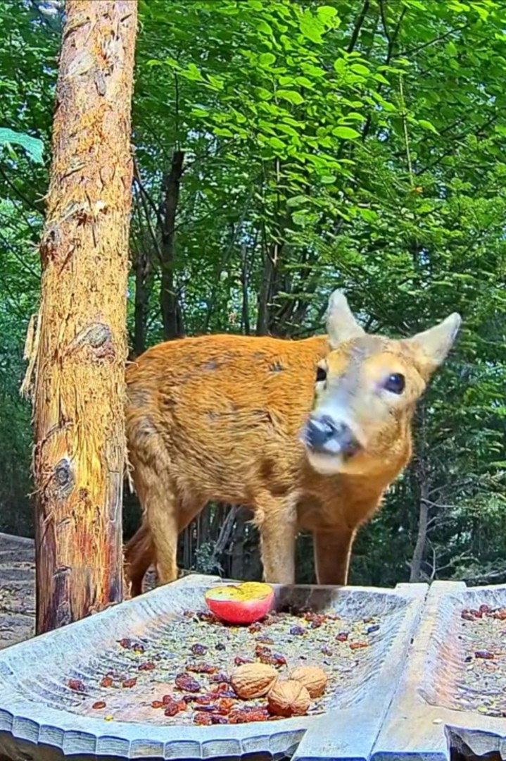 livebirdspoland_09d1e418961321b873db79b75906e94b.jpg