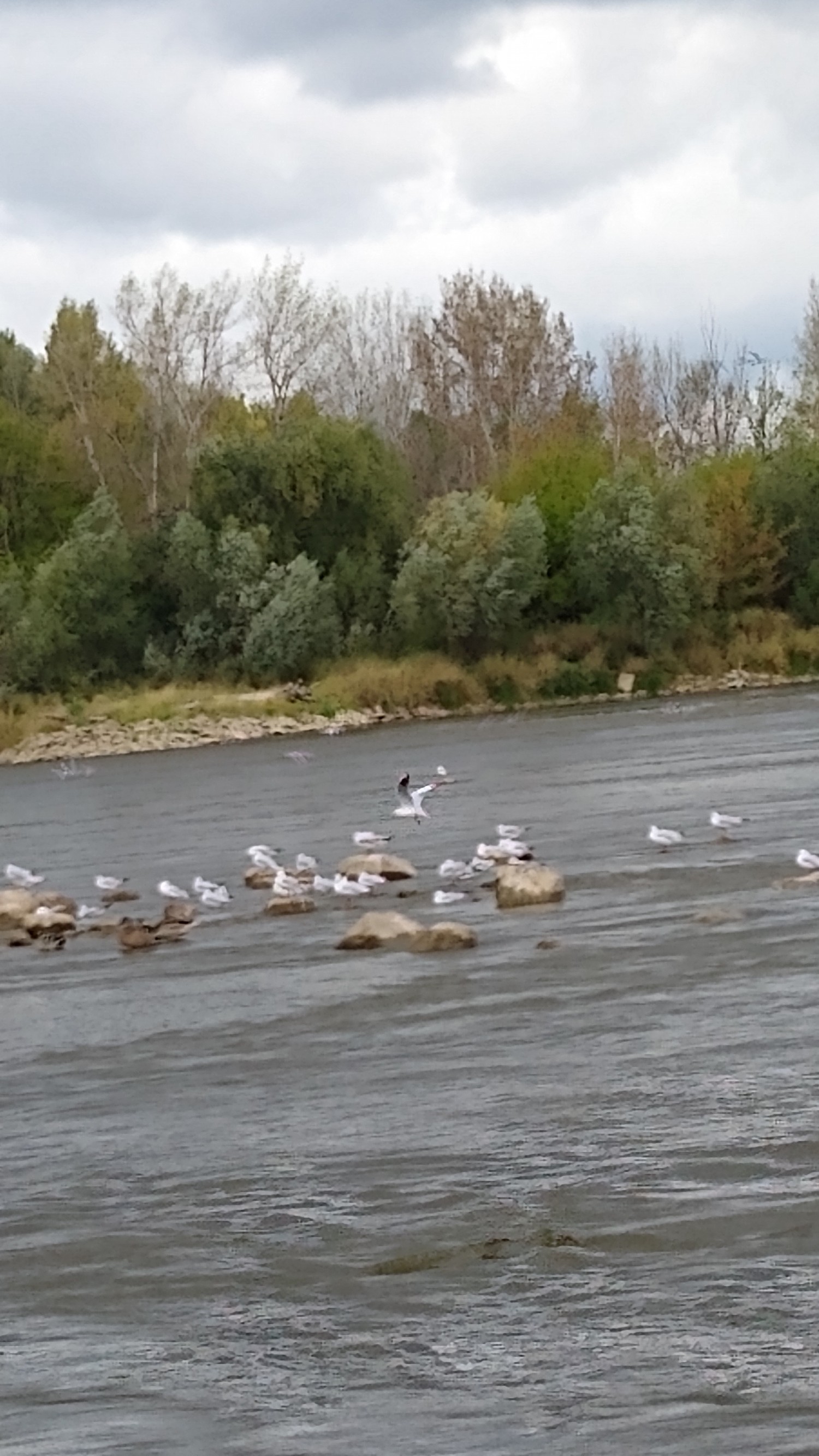 livebirdspoland_eafba317dc119dd6f18c931bb0d0dd17.jpg