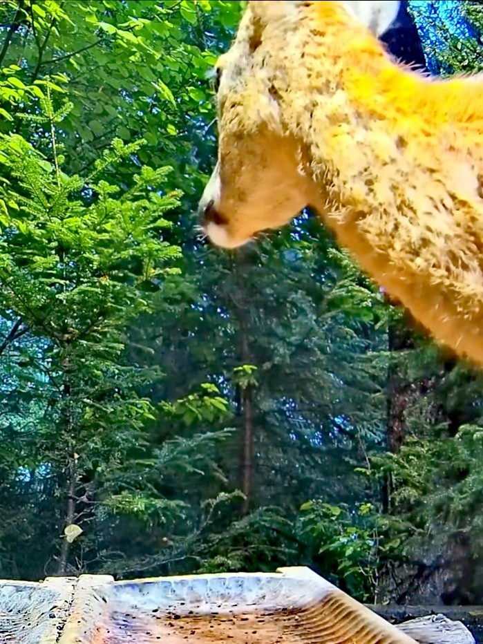 livebirdspoland_fef3ea5687f3a260733c14b14b1ddddb.jpg