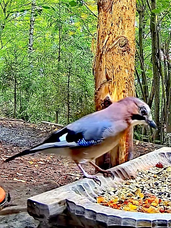 livebirdspoland_259844f9fee38752fbc3f6793102dff1.jpg