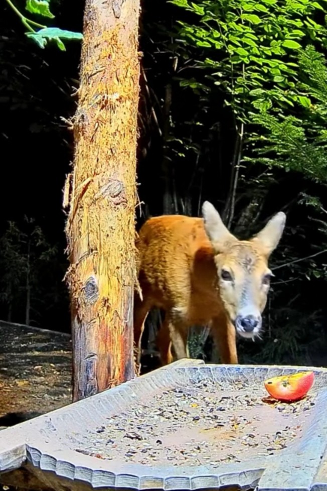 livebirdspoland_0efdca85f3c06d1b7c161b6693f9dc64.jpg