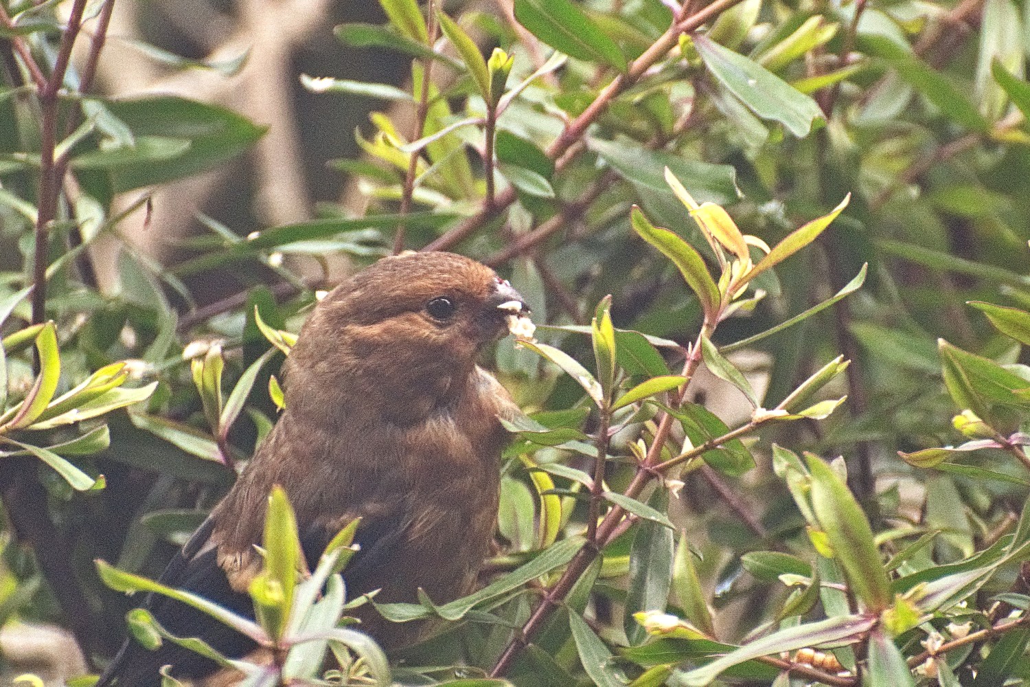 livebirdspoland_082ffb918f909492d16d2b66a449bc28.jpg