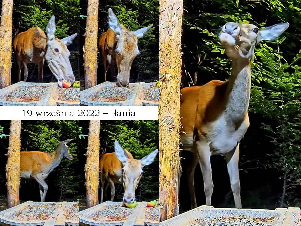 livebirdspoland_7d7800258e2b83a7c60aeb7f8f056be4.jpg