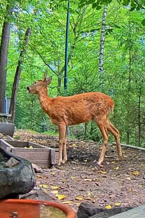 livebirdspoland_743e088fe0a88e66d846713c30237153.jpg