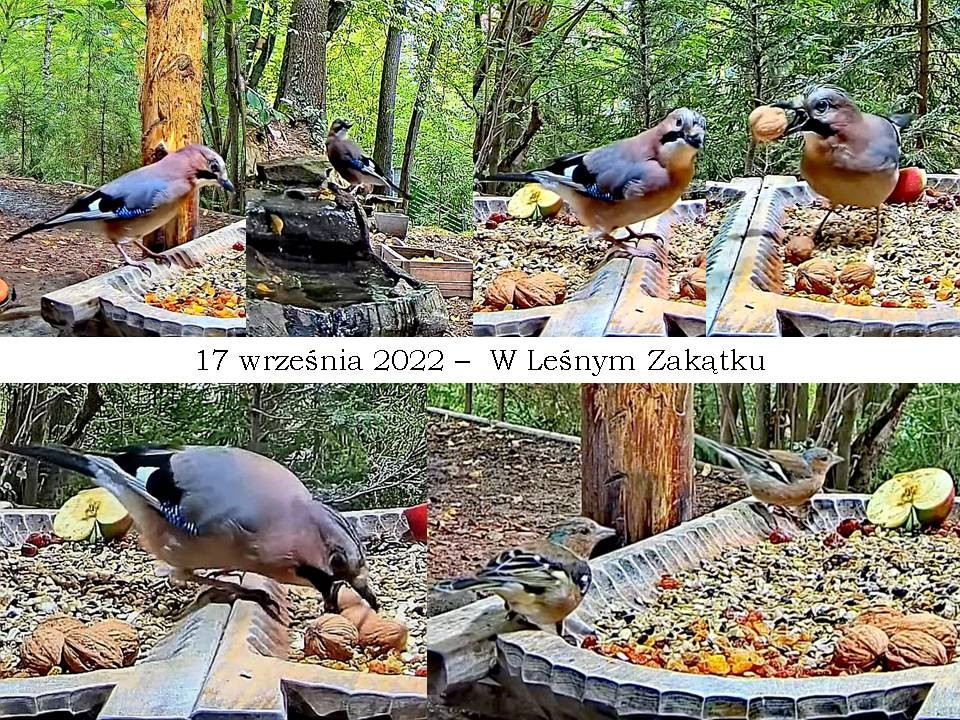 livebirdspoland_862339ec4a3c9da50fc87a5c7793838a.jpg