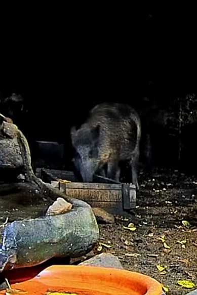 livebirdspoland_b550f6e70a78f36a46dc6e25c6f243e2.jpg