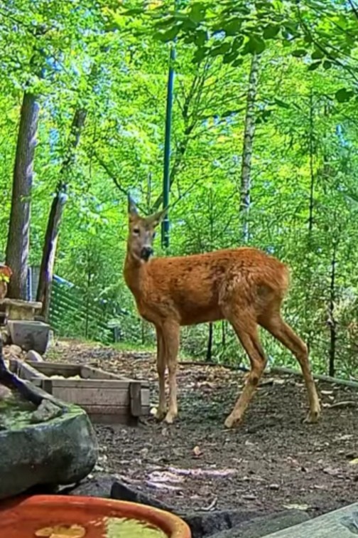 livebirdspoland_1555cb6b6460ed898cda014d9d6388d4.jpg