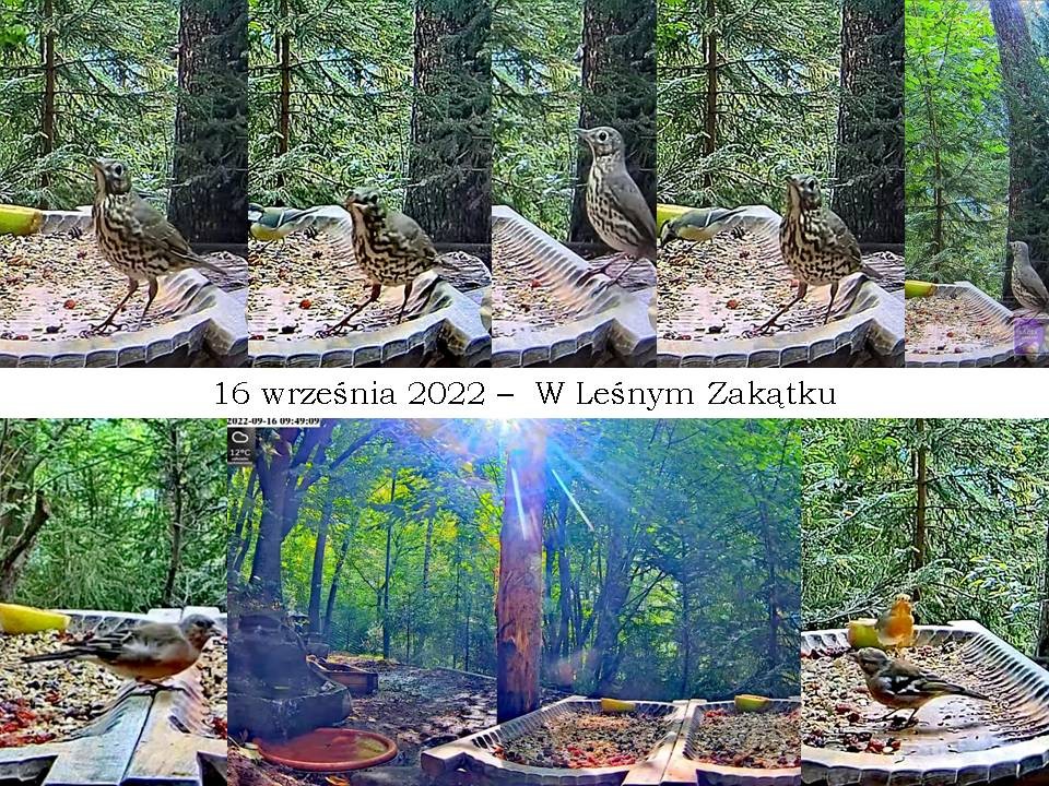 livebirdspoland_7262d49a09fc25319d0c590ca9a026a7.jpg