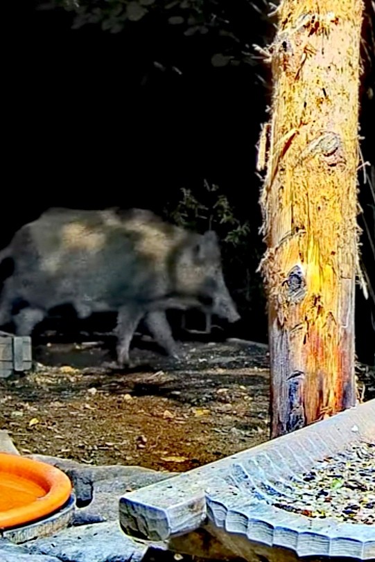 livebirdspoland_9438c237b2de681d7aa87c253123e364.jpg