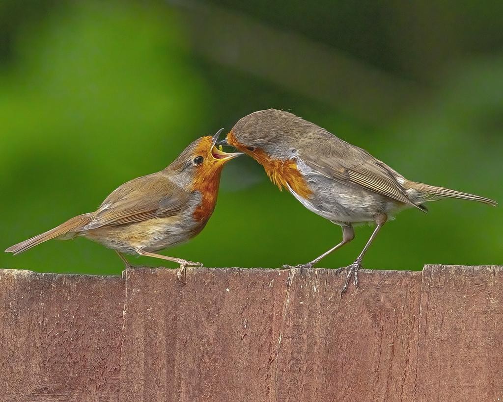 livebirdspoland_7efb0f838da7f54831bc19fa396272c8.jpg