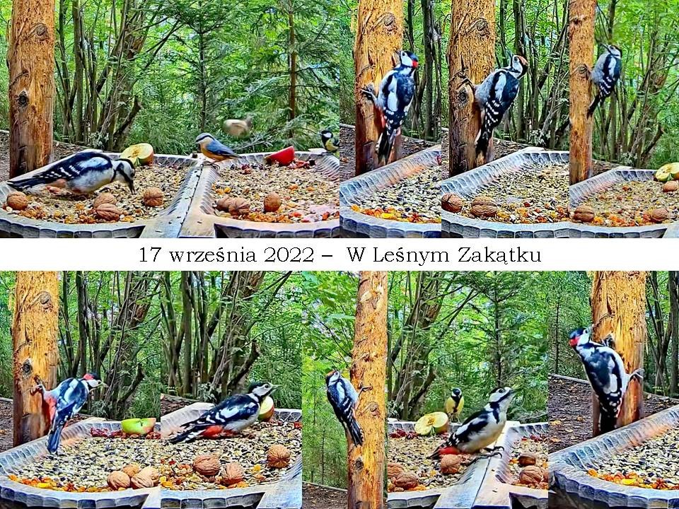 livebirdspoland_96b9ffd07c5e68cefc6dcd7a8c43eb23.jpg